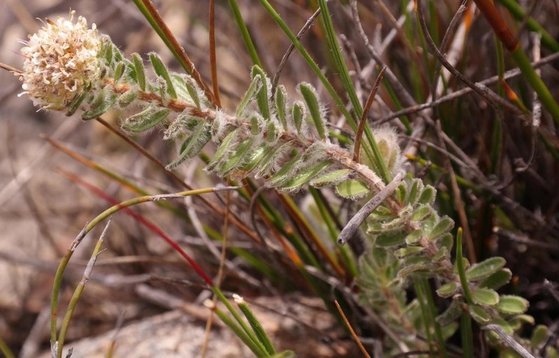 Agathosma pubigera photo 2