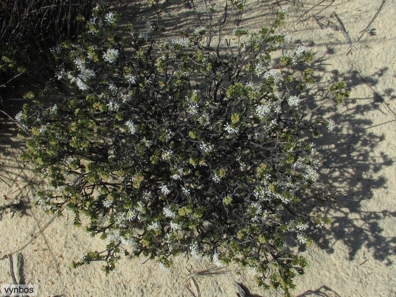 Agathosma pubigera photo 3