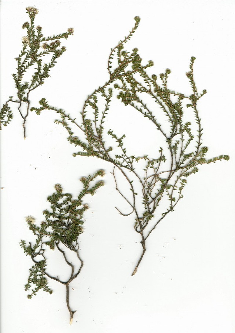 Agathosma pubigera photo 5