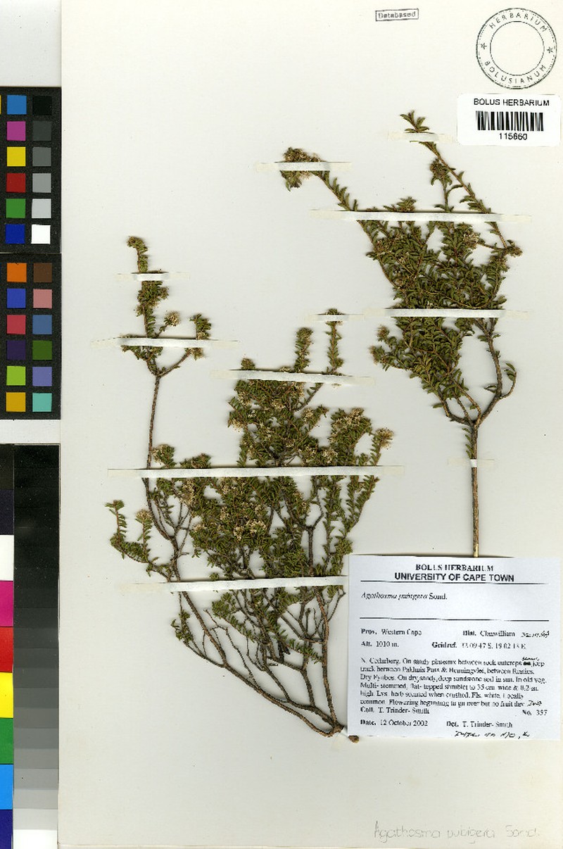 Agathosma pubigera photo 6