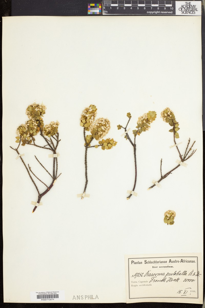 Agathosma pulchella