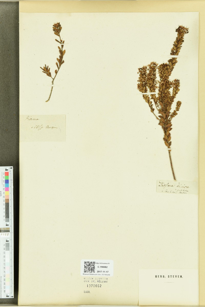 Agathosma pulchella photo 2