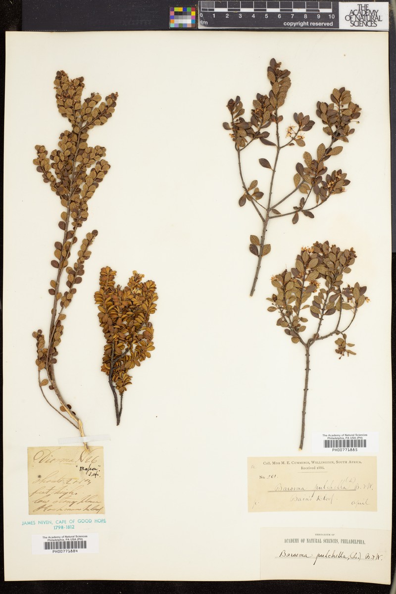 Agathosma pulchella photo 3