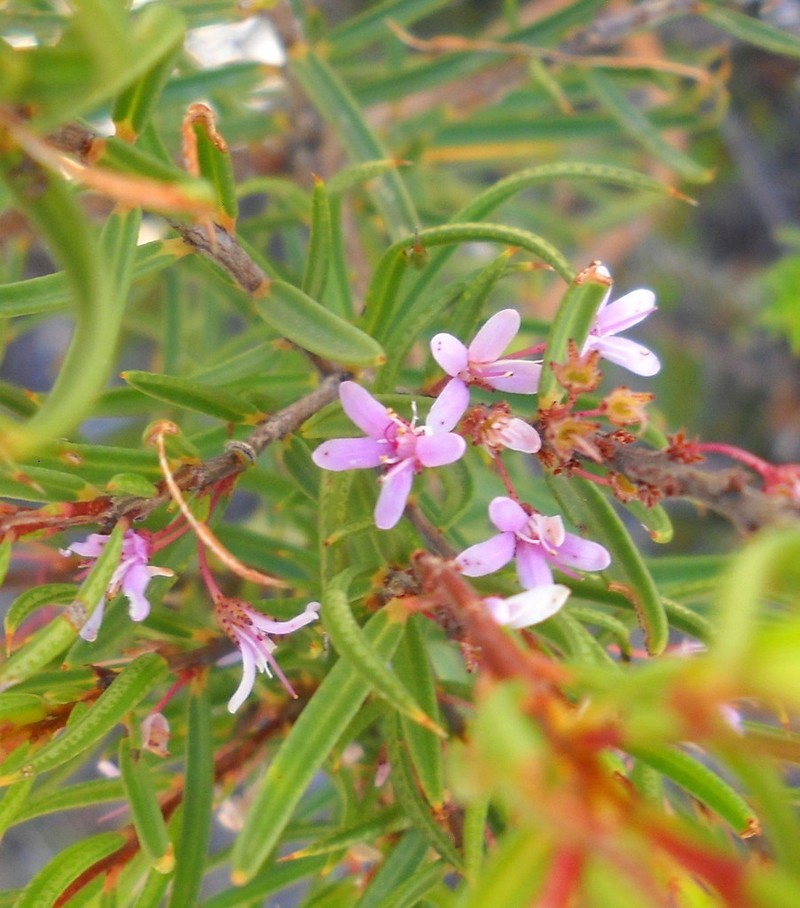 Agathosma pungens