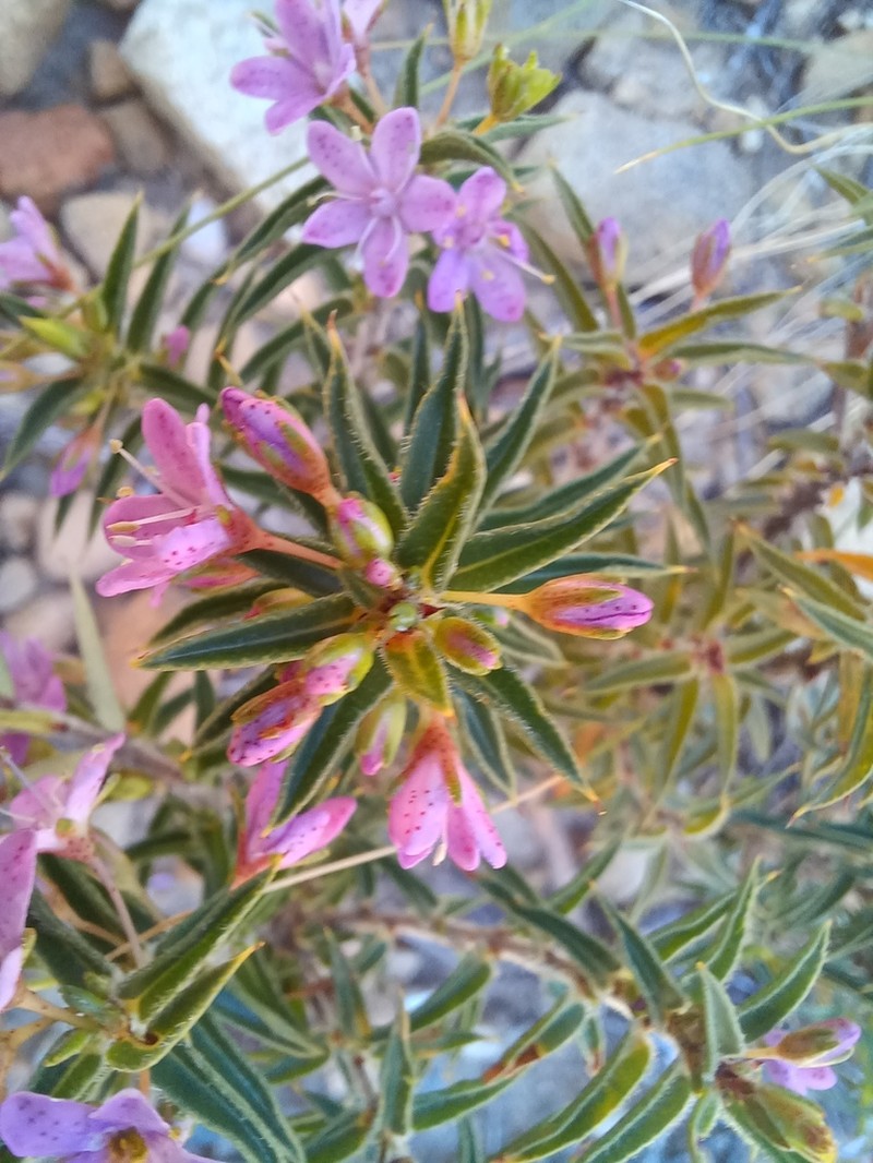 Agathosma pungens photo 2