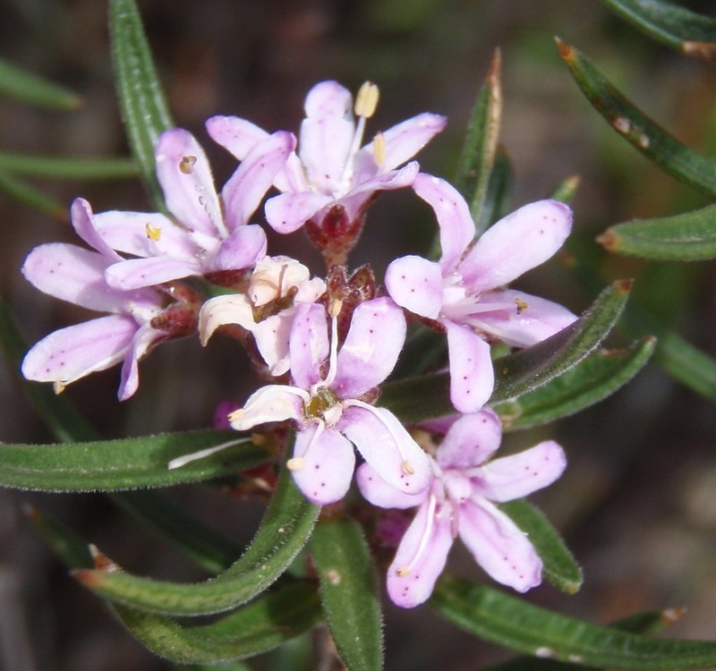 Agathosma pungens photo 3