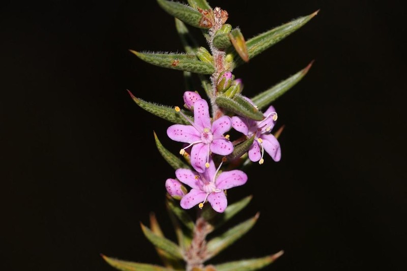 Agathosma pungens photo 4