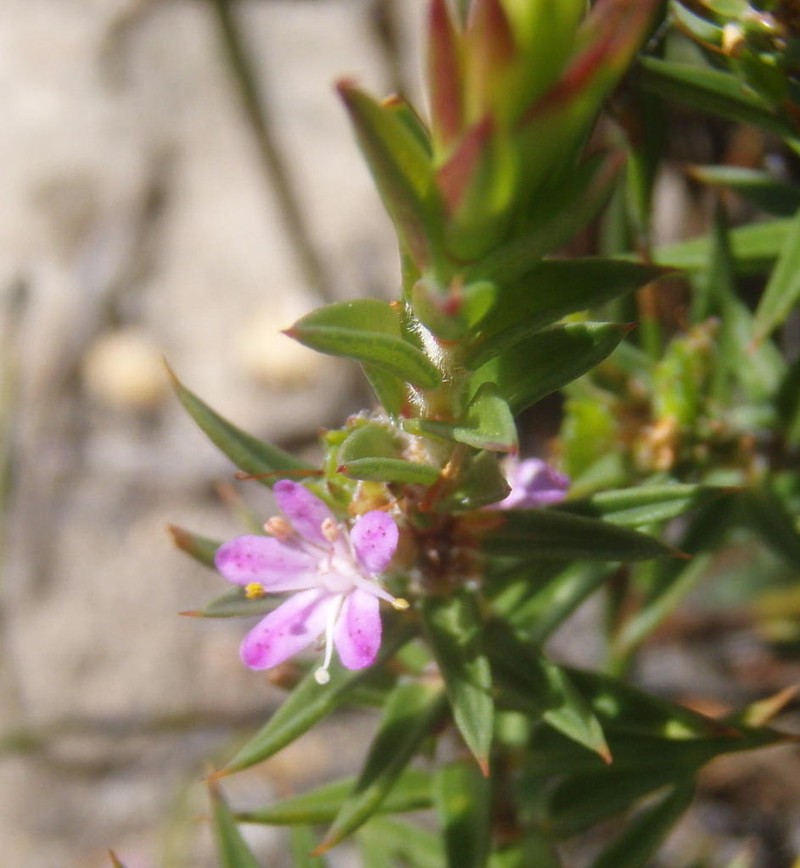 Agathosma pungens photo 5