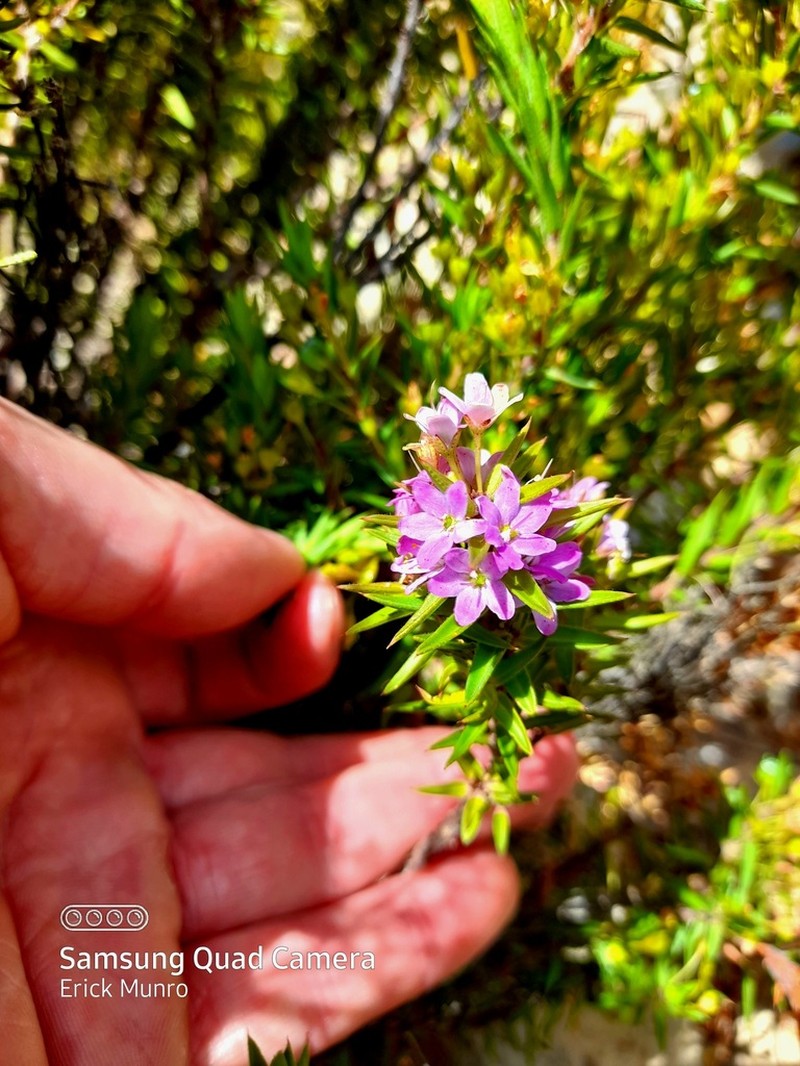Agathosma pungens photo 6