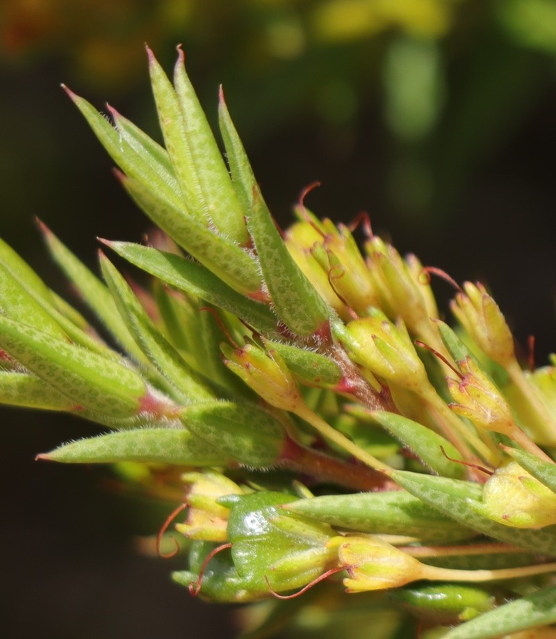 Agathosma pungens photo 7