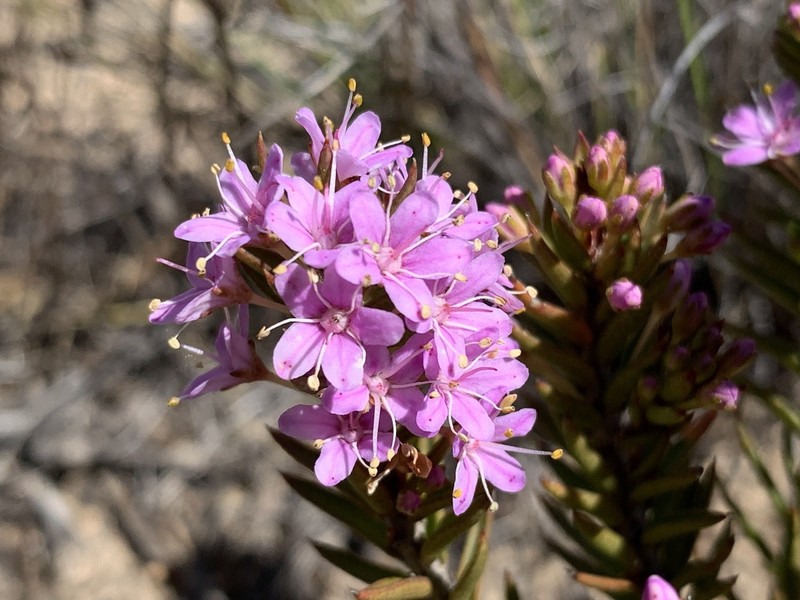 Agathosma pungens photo 8