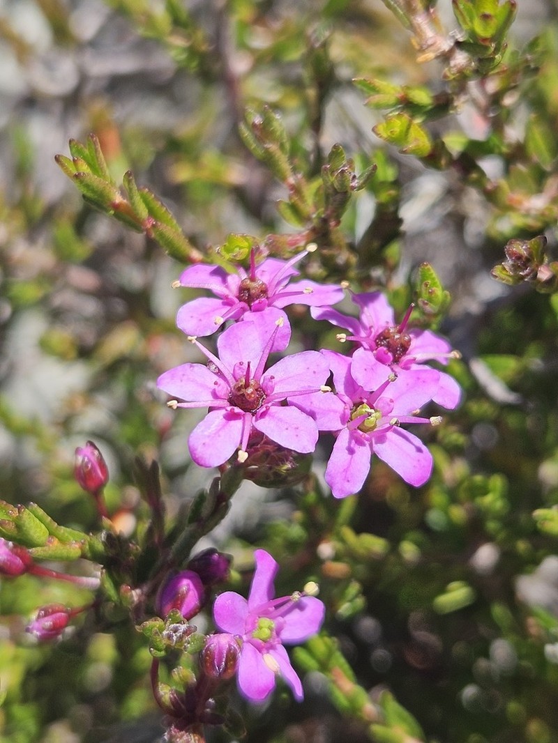 Agathosma purpurea photo 2