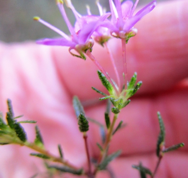 Agathosma purpurea photo 3