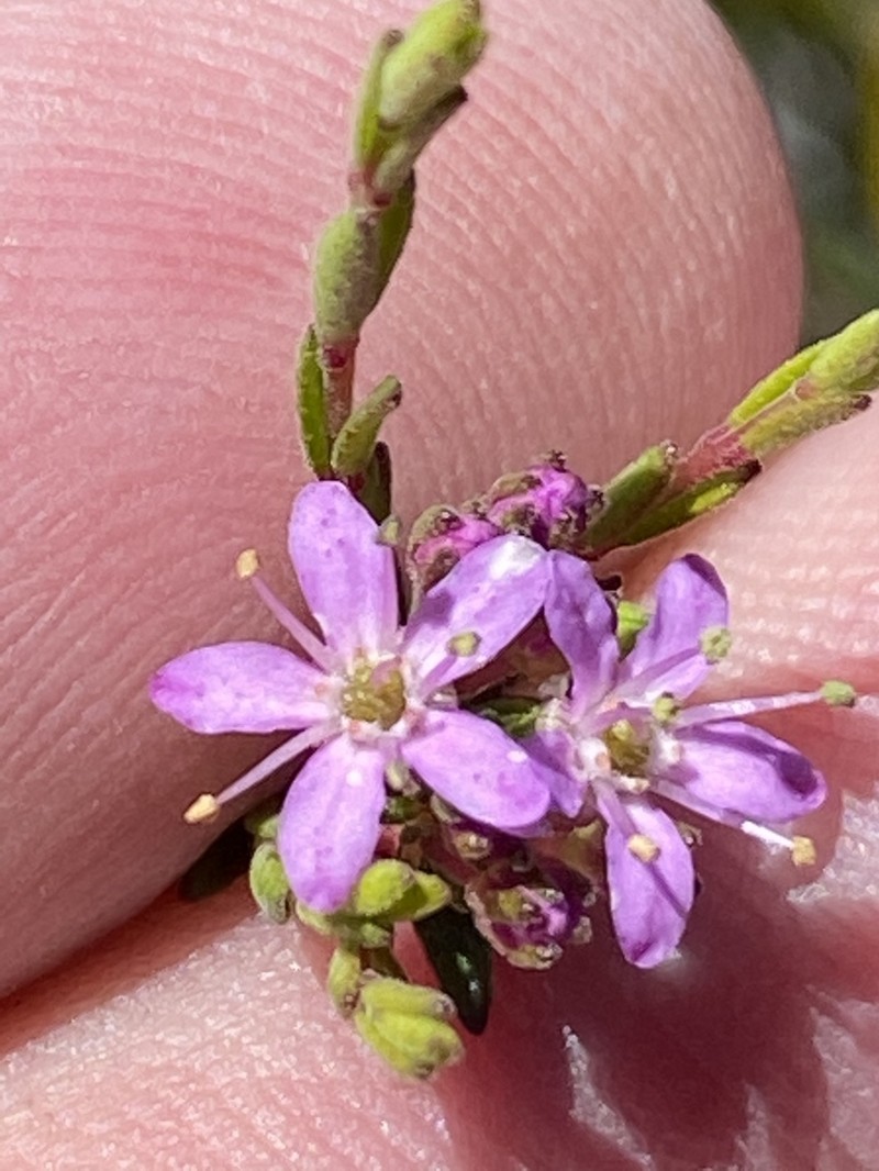 Agathosma purpurea photo 4