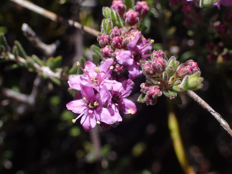 Agathosma purpurea photo 5
