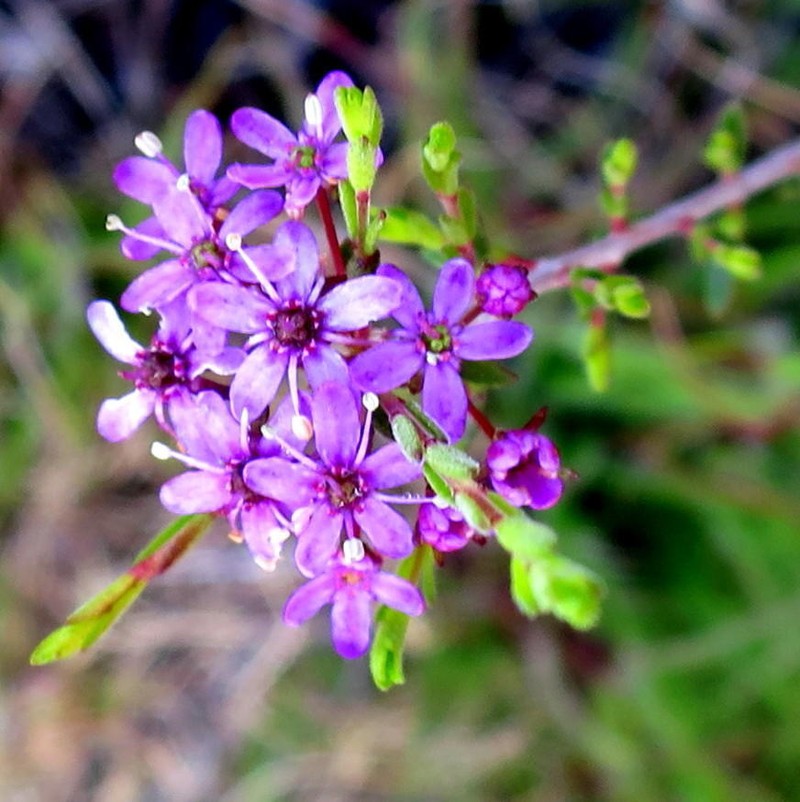 Agathosma purpurea photo 6