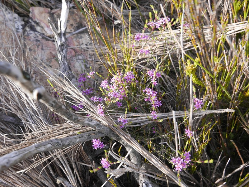 Agathosma purpurea photo 7