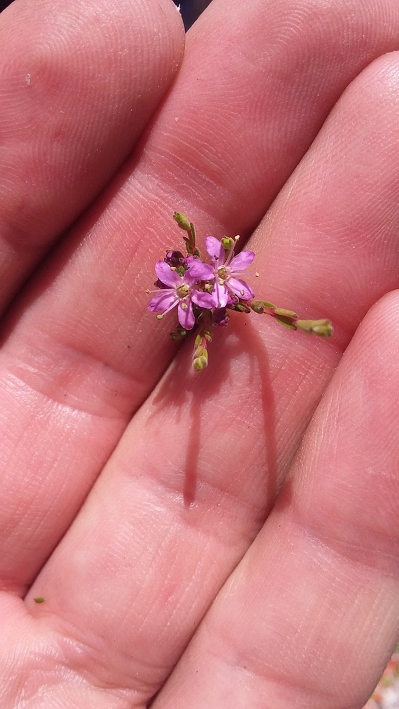 Agathosma purpurea photo 8