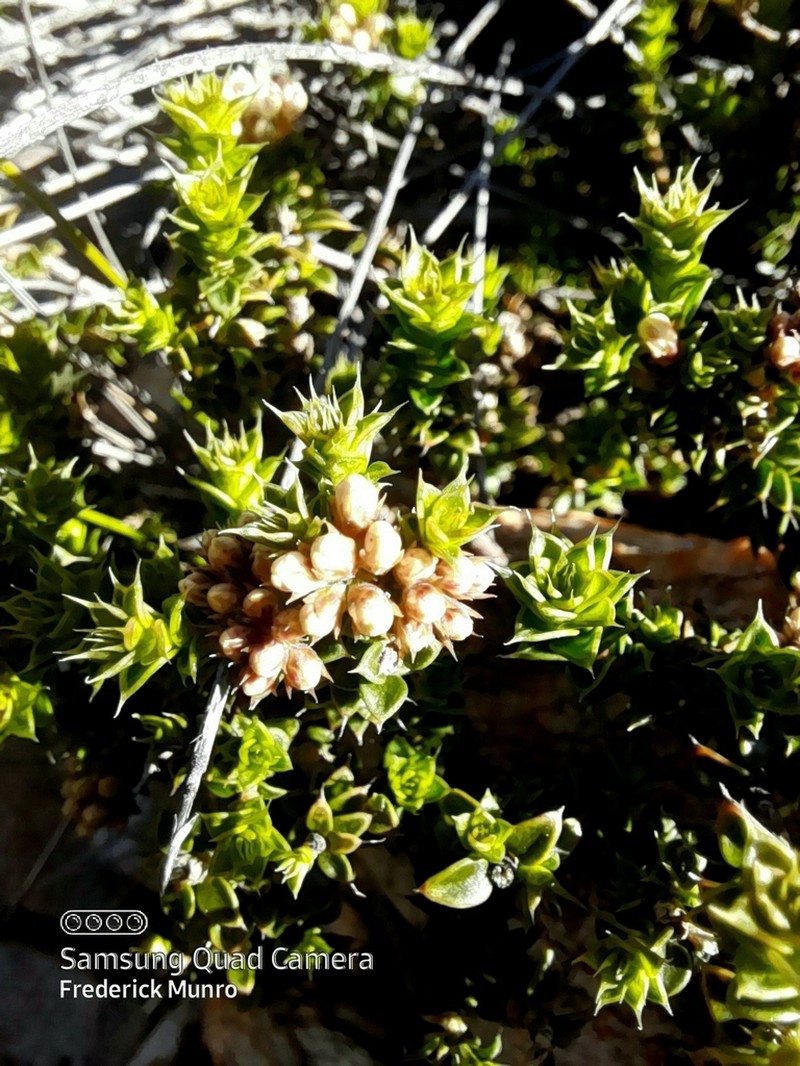 Agathosma recurvifolia