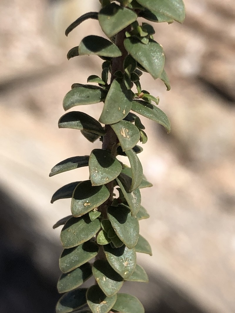 Agathosma recurvifolia photo 2