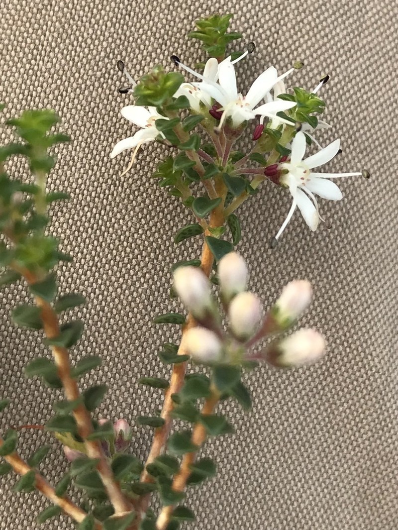Agathosma recurvifolia photo 3