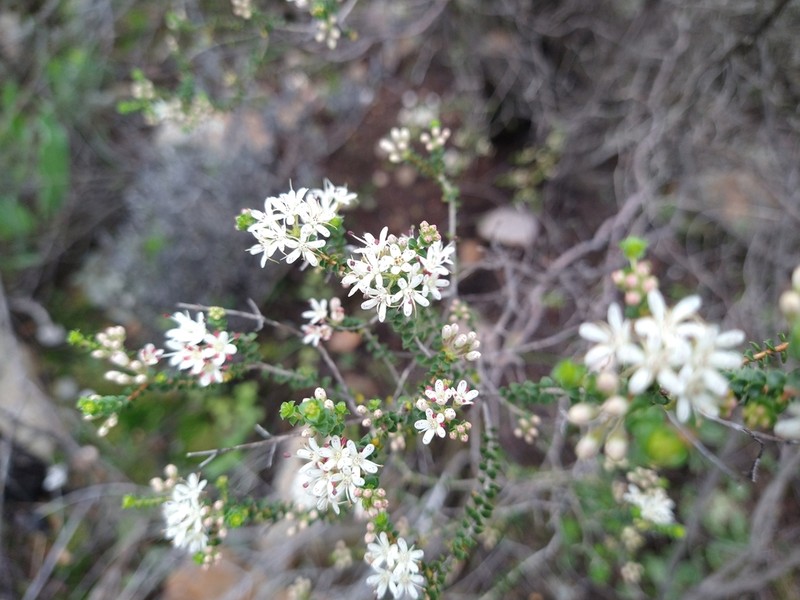 Agathosma recurvifolia photo 4