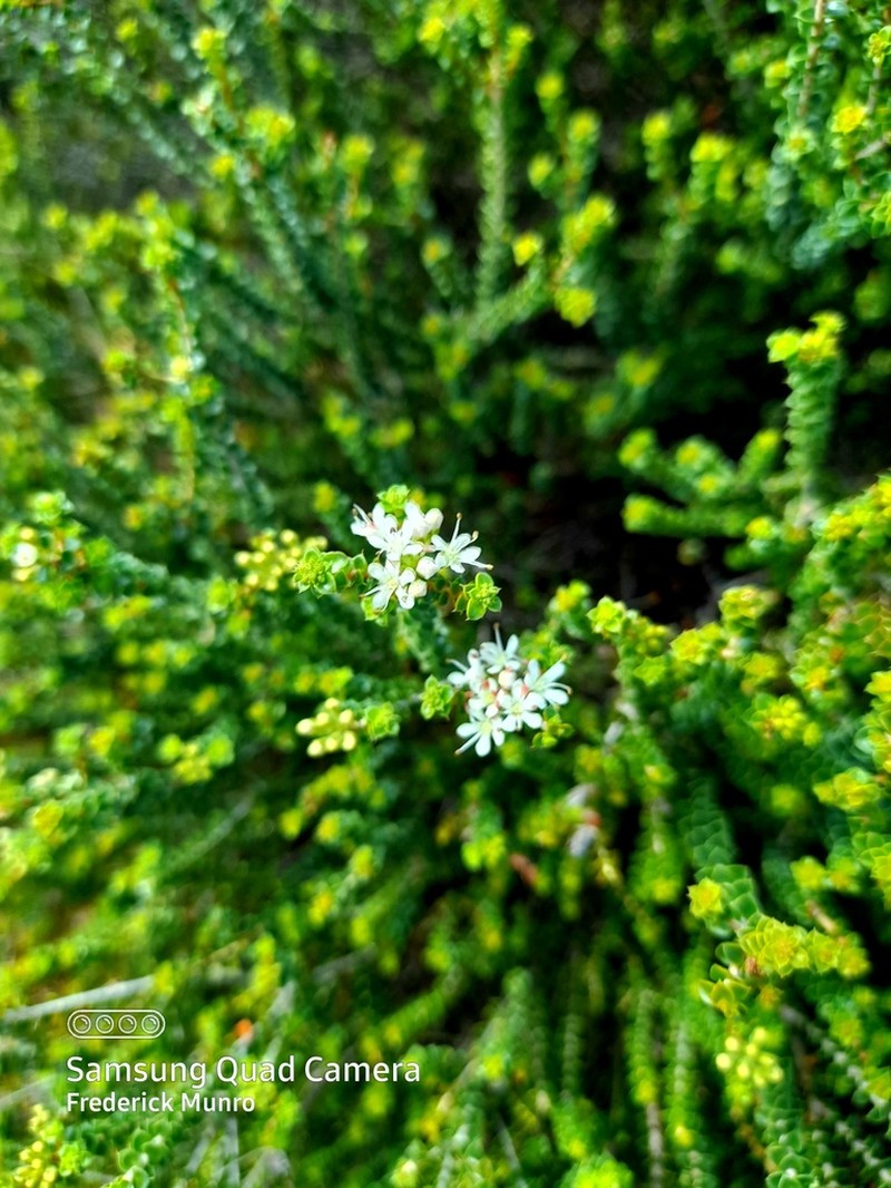Agathosma recurvifolia photo 5