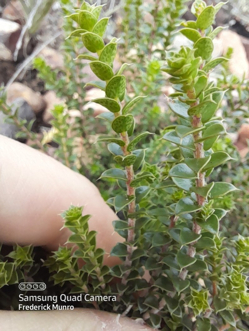 Agathosma recurvifolia photo 6