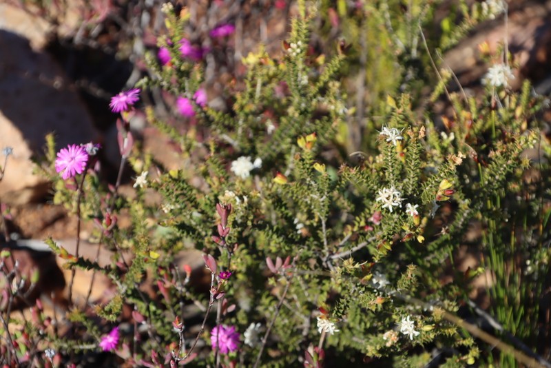 Agathosma recurvifolia photo 7