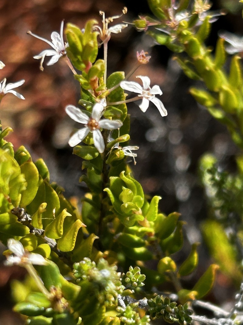 Agathosma recurvifolia photo 8