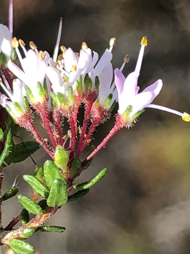 Agathosma riversdalensis