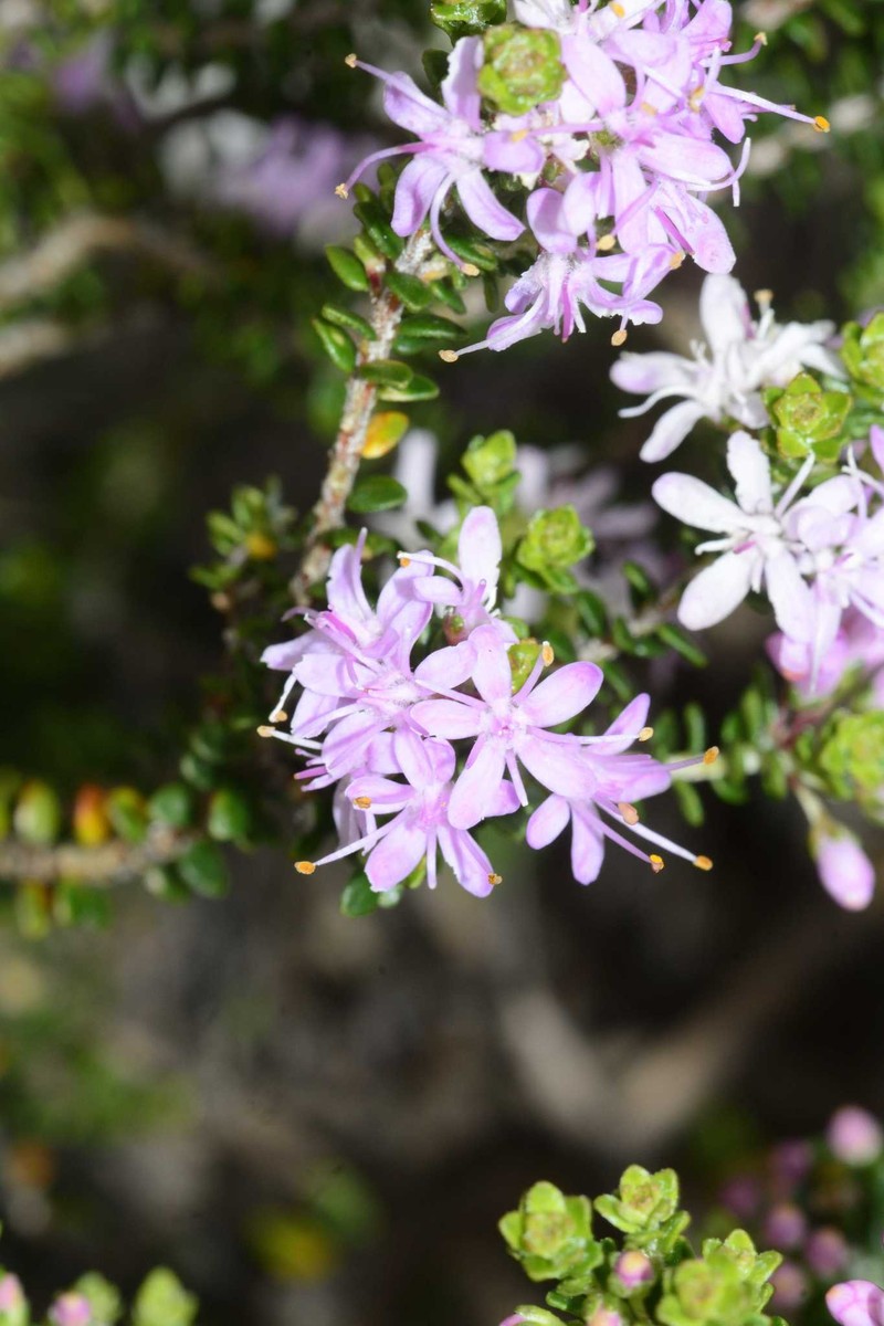 Agathosma riversdalensis photo 3
