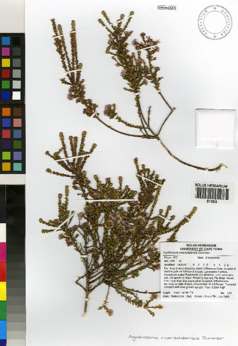 Agathosma riversdalensis photo 4