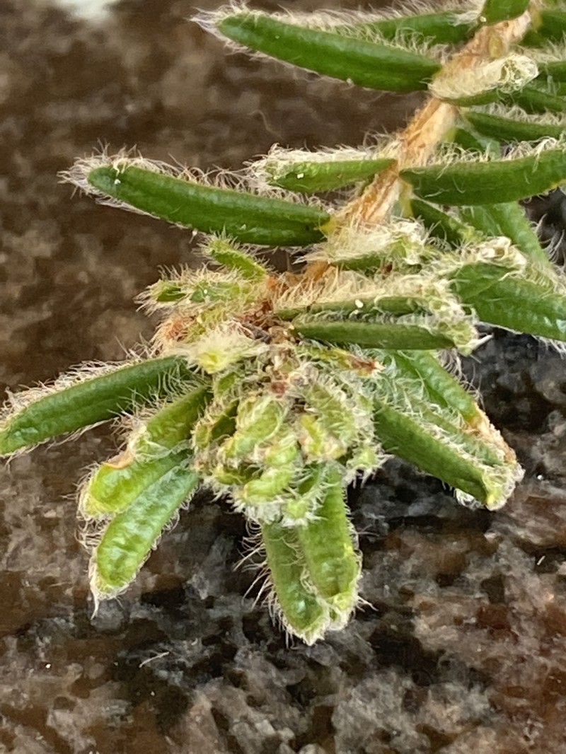Agathosma robusta
