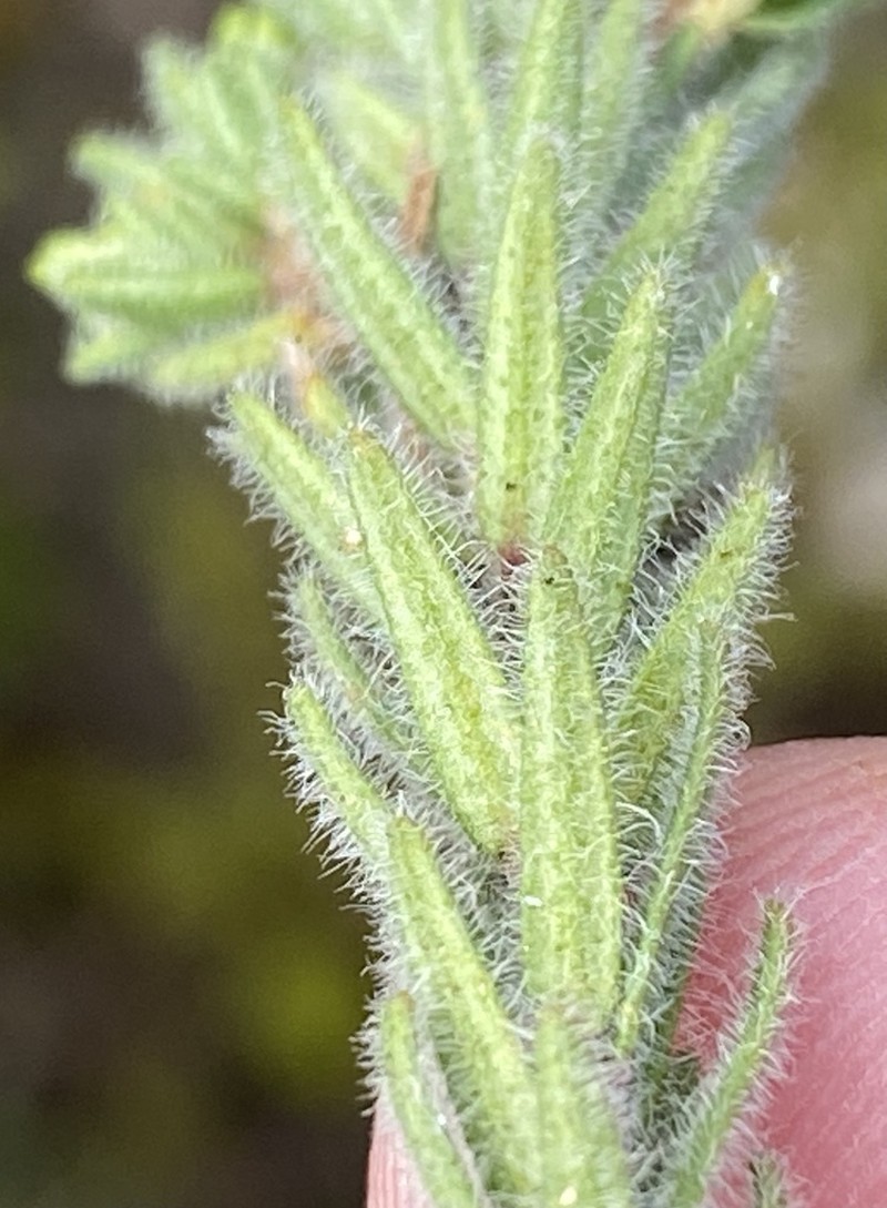 Agathosma robusta photo 2