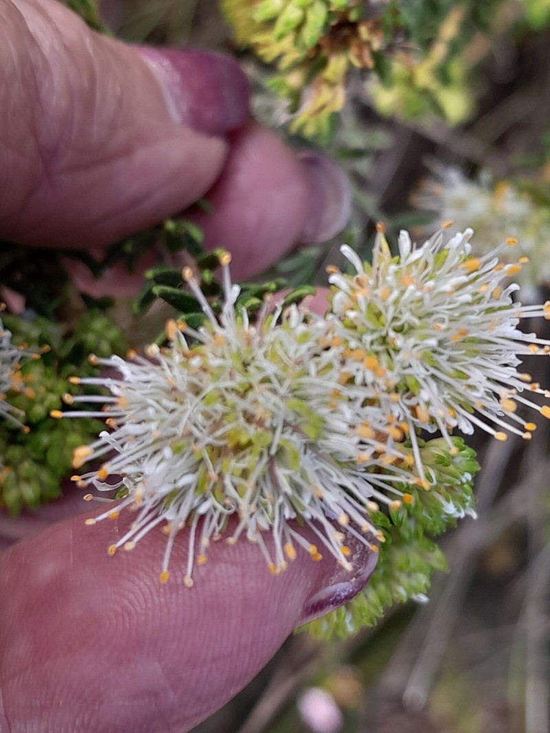 Agathosma robusta photo 3