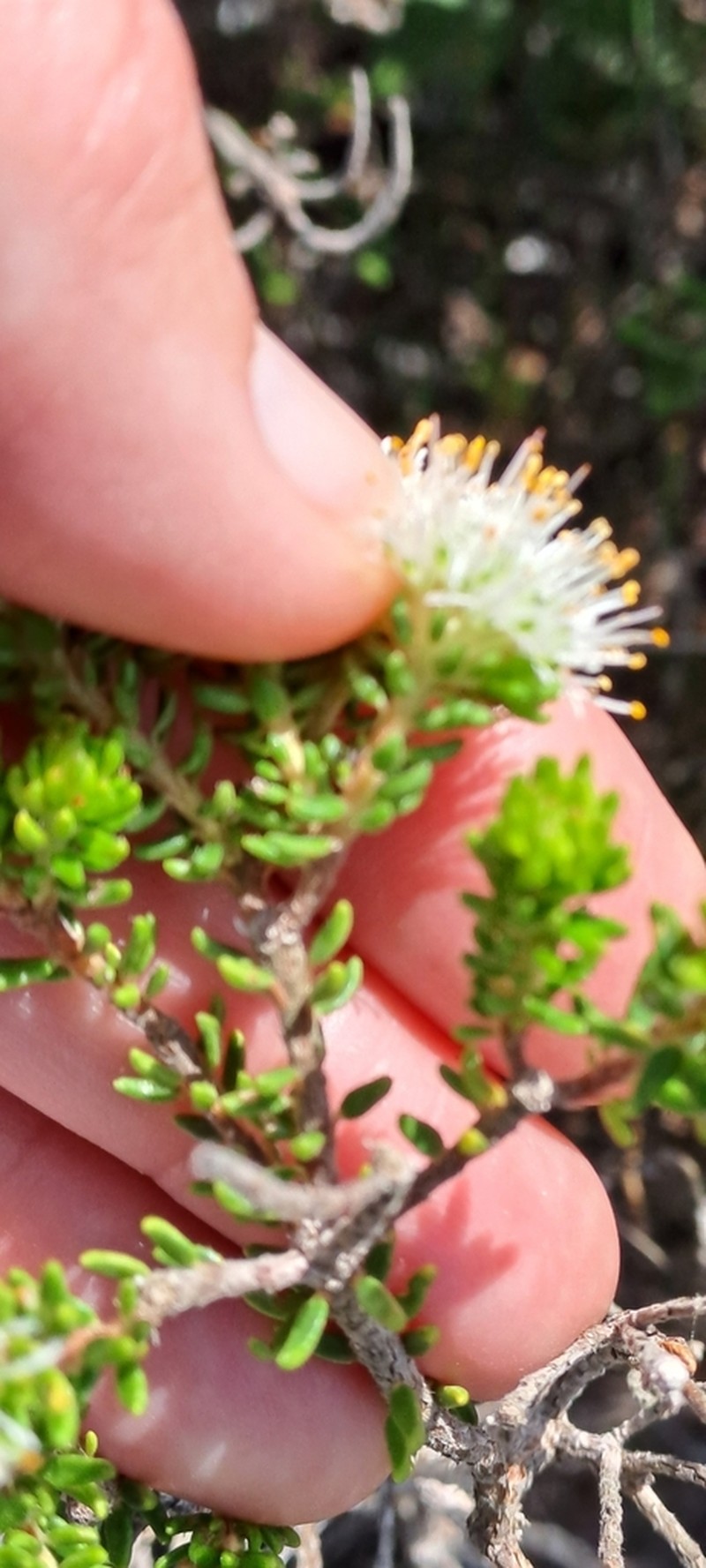 Agathosma robusta photo 4