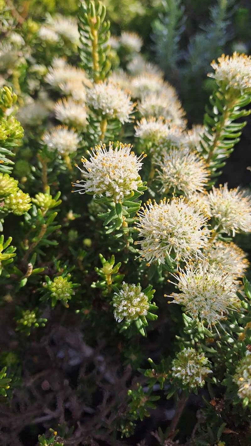 Agathosma robusta photo 5