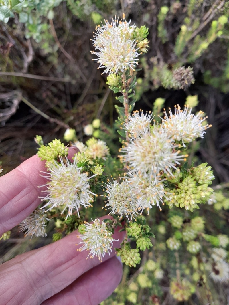 Agathosma robusta photo 6