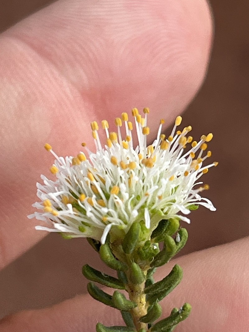 Agathosma robusta photo 7