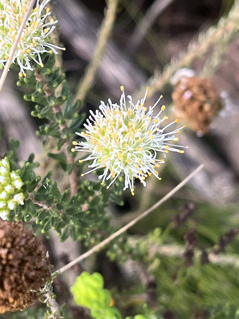 Agathosma robusta photo 8
