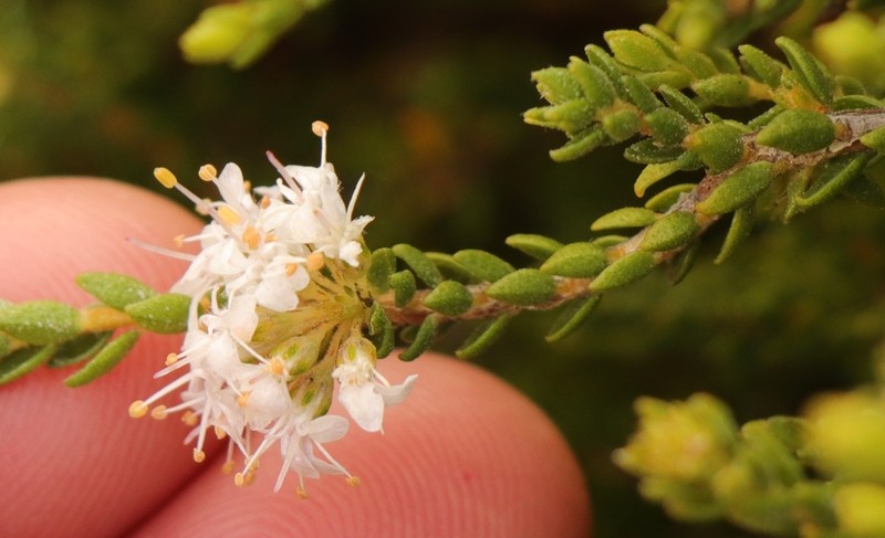 Agathosma roodebergensis