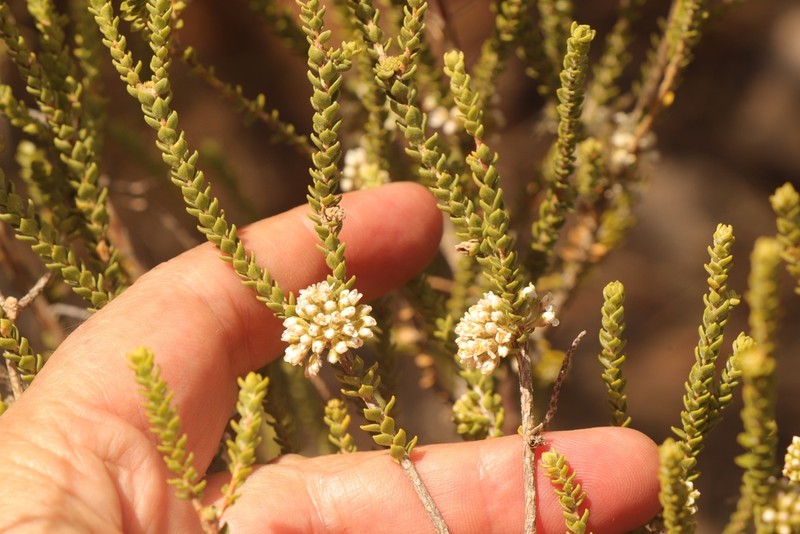 Agathosma roodebergensis photo 2