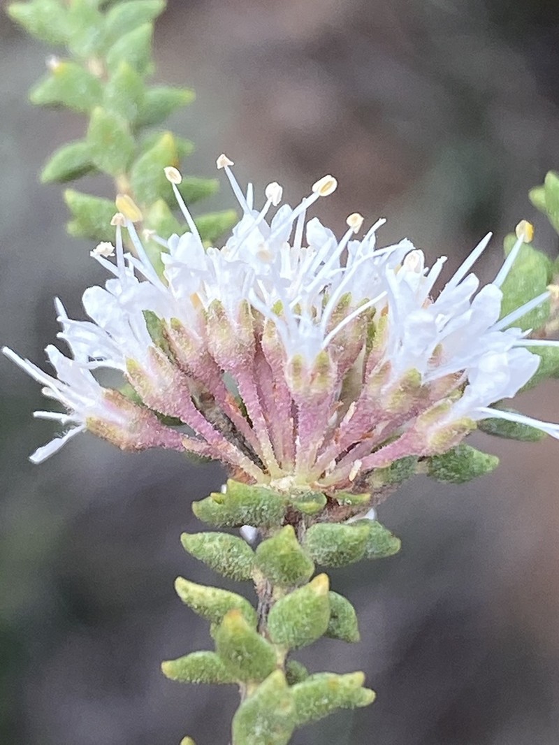 Agathosma roodebergensis photo 3