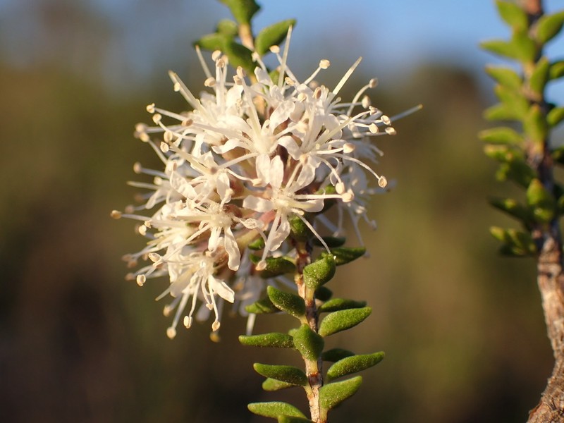 Agathosma roodebergensis photo 4