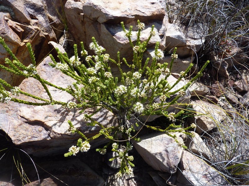 Agathosma roodebergensis photo 5