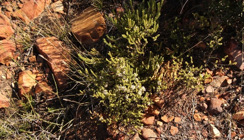 Agathosma roodebergensis photo 6