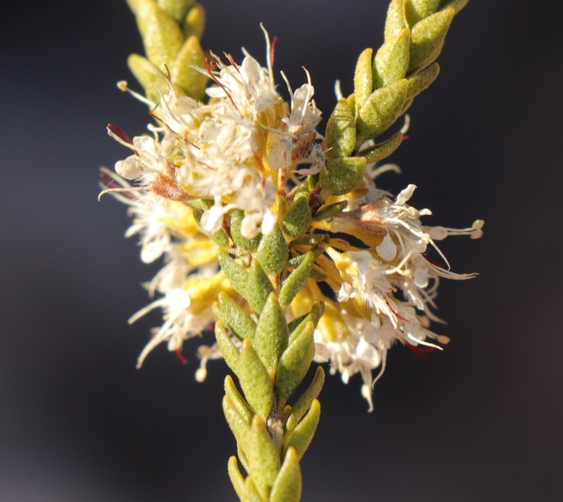 Agathosma roodebergensis photo 7