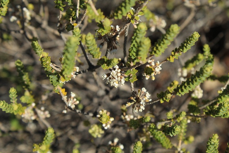 Agathosma roodebergensis photo 8