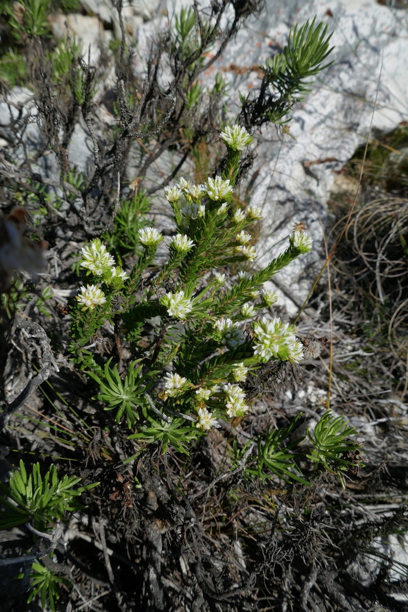 Agathosma rosmarinifolia